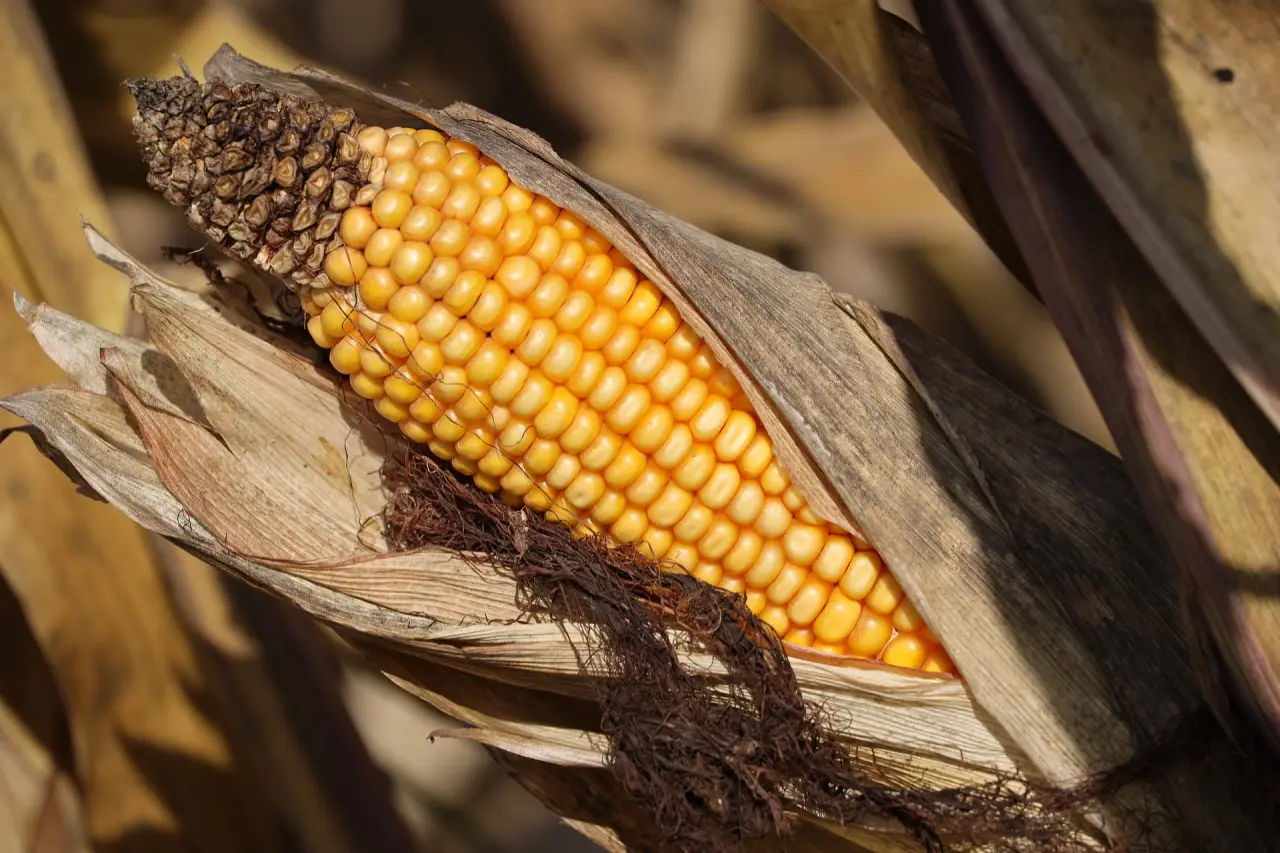 corn 8299009 1920