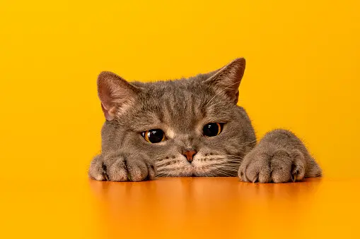 Grey British sort hair cat.