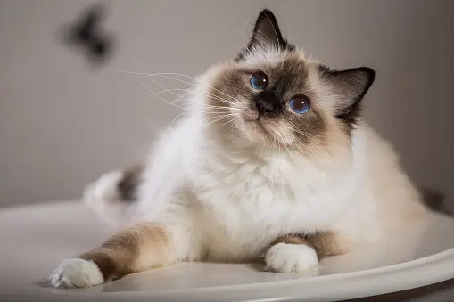 beautiful cat on the table, gray-black, elite cat, small Depth of field