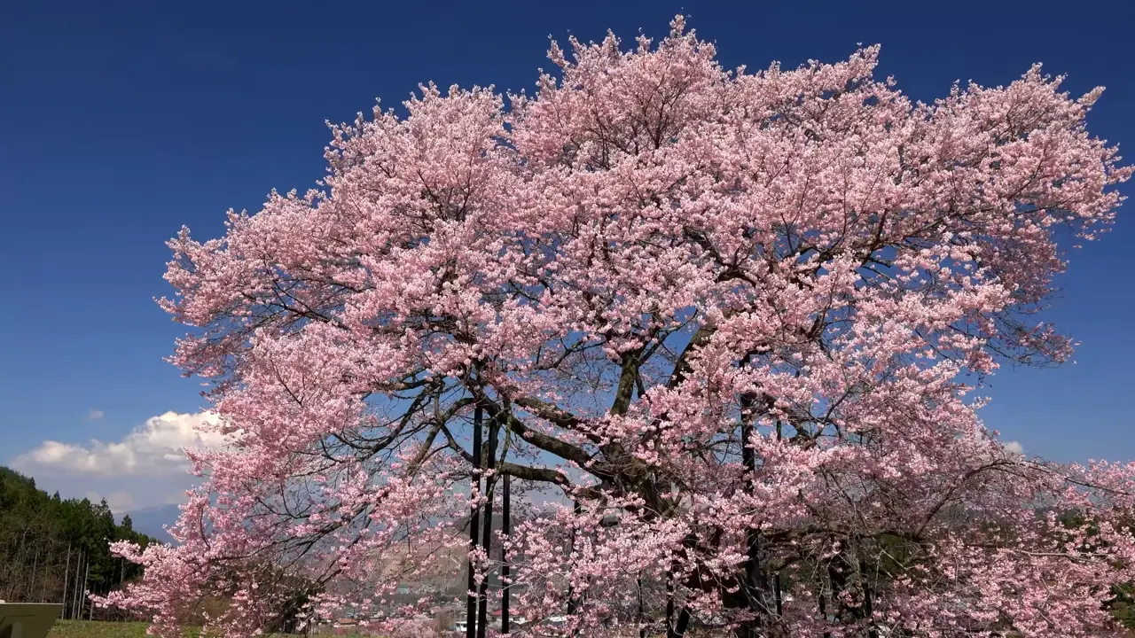 花3
