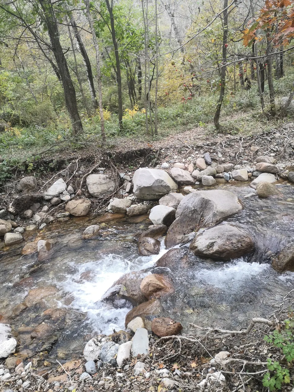 Image 1727966279624