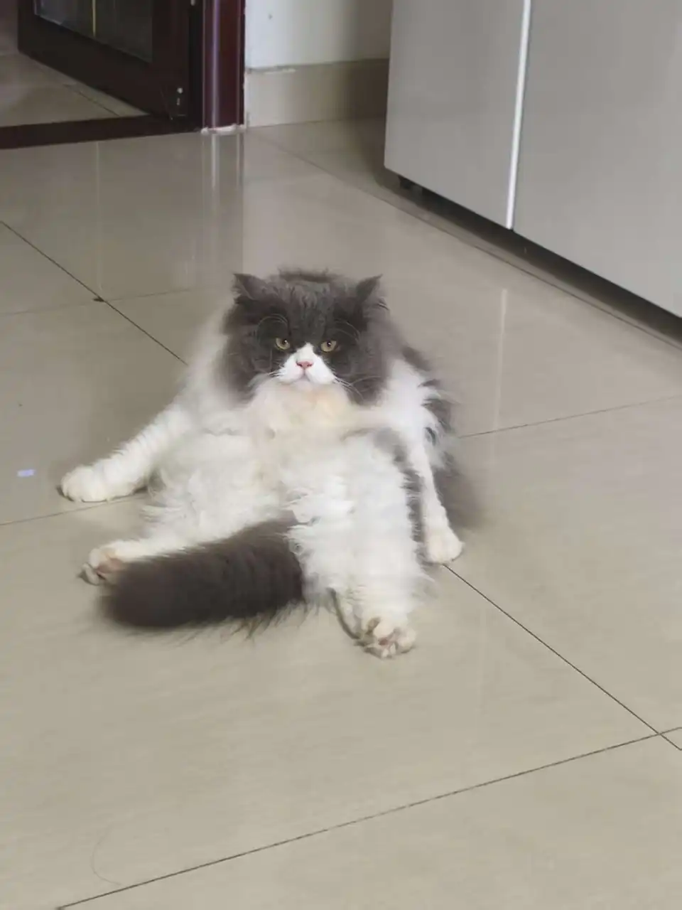 gaogao1