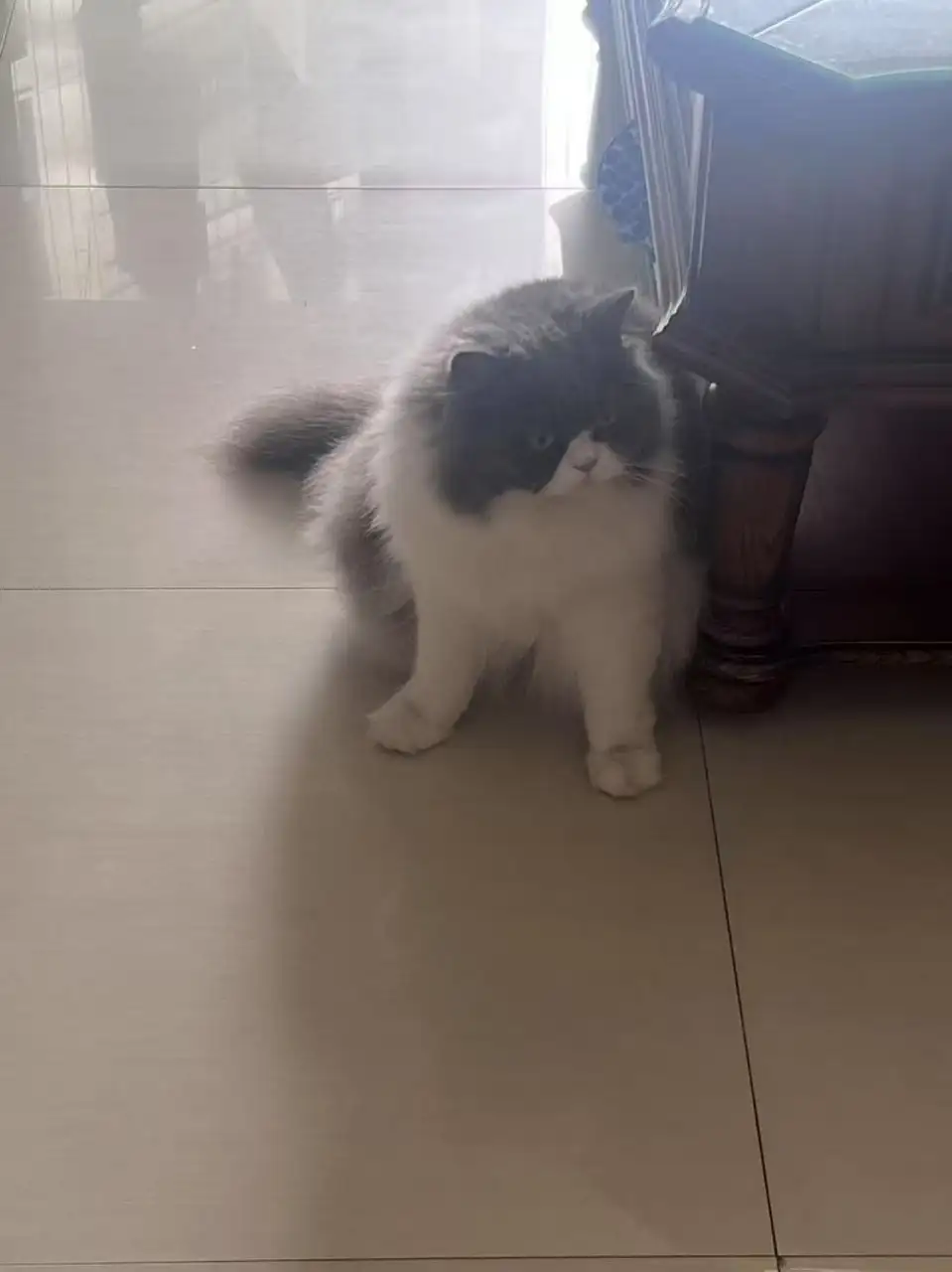 gaogao2
