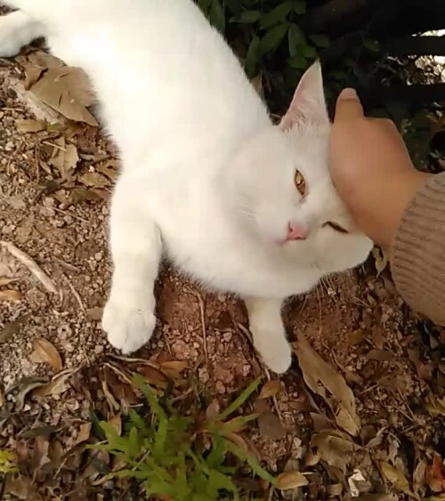 撸三条