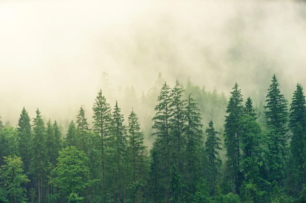 jplenio forest 3622519