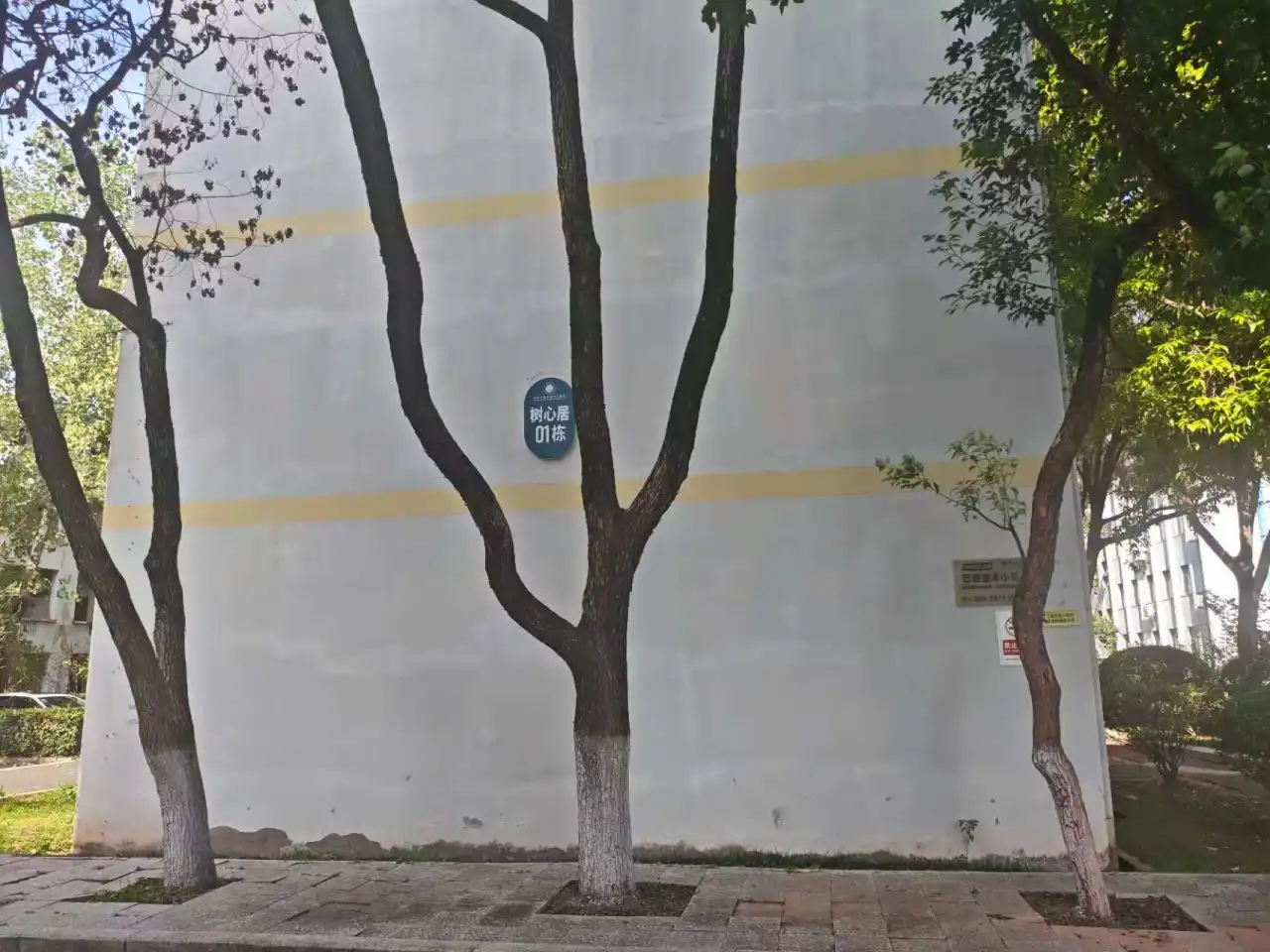 树心1